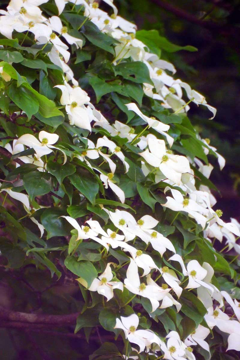 自宅周辺の花"